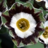Primula Auricula White Ensign - Abriachan Nurseries